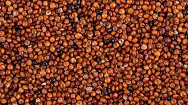 El cereal sin gluten que potencia la memoria y se consume en diversas formas. El cereal sin gluten que potencia la memoria y se consume en diversas formas.