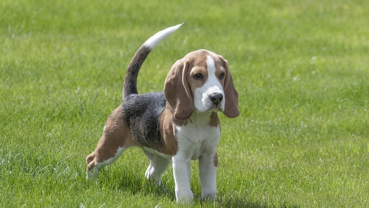 Beagle