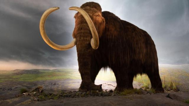 Recreación de un mamut lanudo.