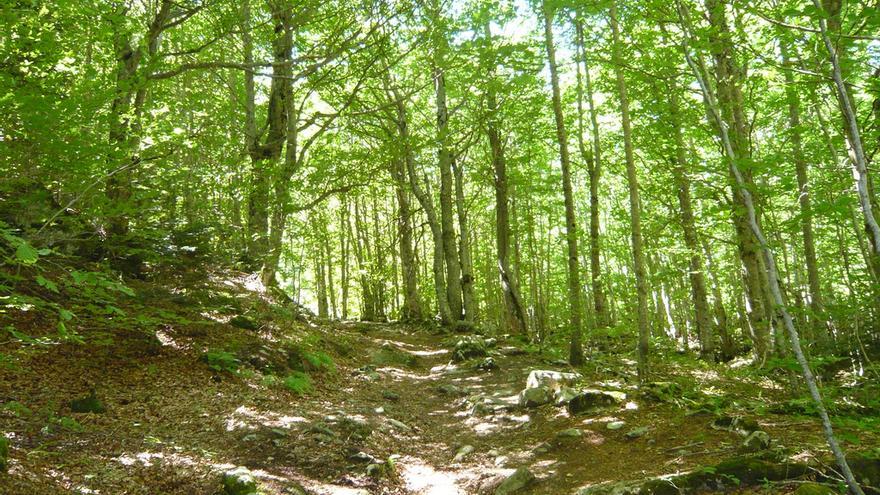 El hayedo de Salenques, en el Parque Natural de Posets-Nadaleta.