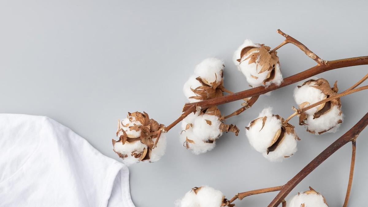 Una camiseta de algodón junto a una planta del mismo material.