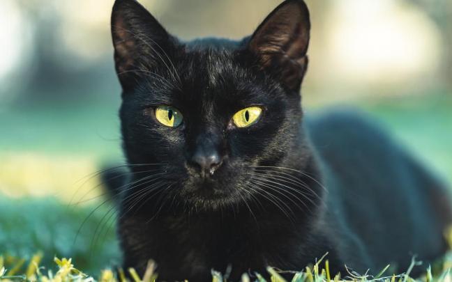 Un gato negro.