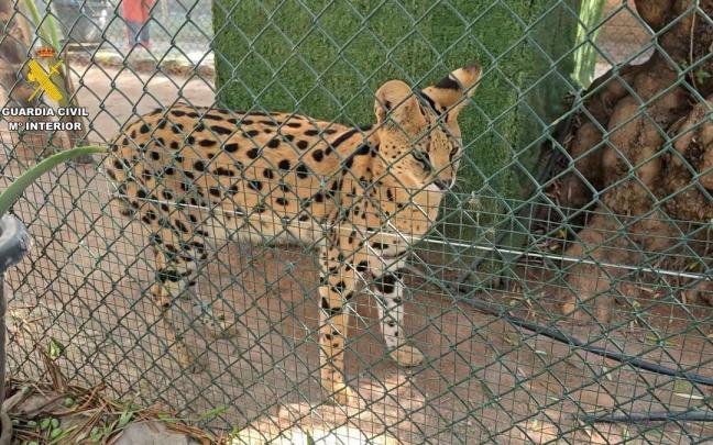 Uno de los ejemplares del zoo privado clandestino desmantelado.