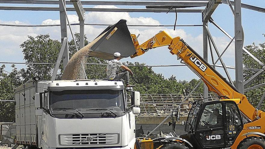 Un camionero observa cómo se carga grano ucraniano en su camión en el puerto de Odesa. | FOTO: EFE