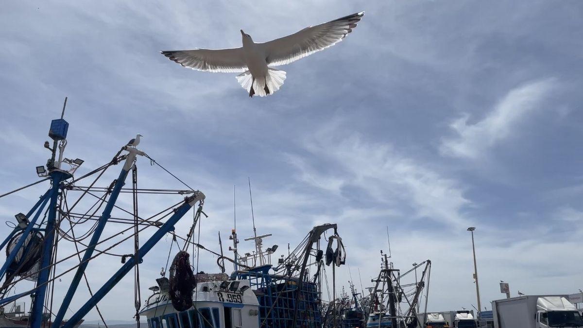 Una gaviota sobrevuela el puerto.