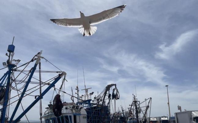 Una gaviota sobrevuela el puerto.