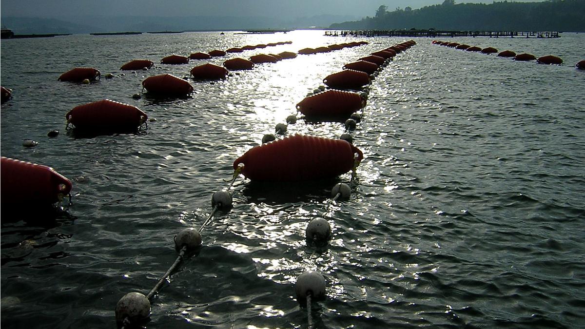 Cultivos de algas de Porto Muiños.
