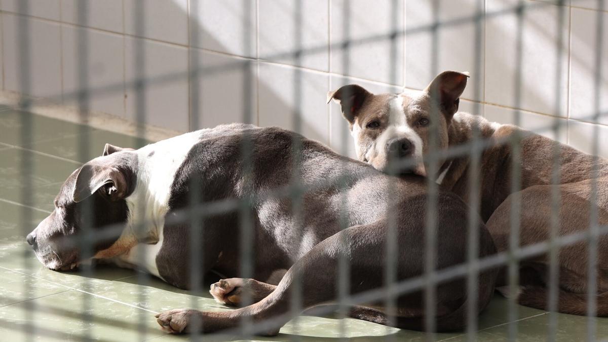 Dos mestizos pitbull.