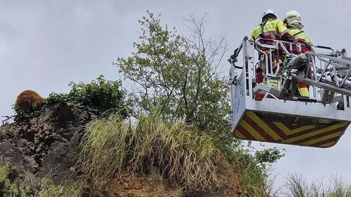 Rescate de un osezno en Cabárceno.