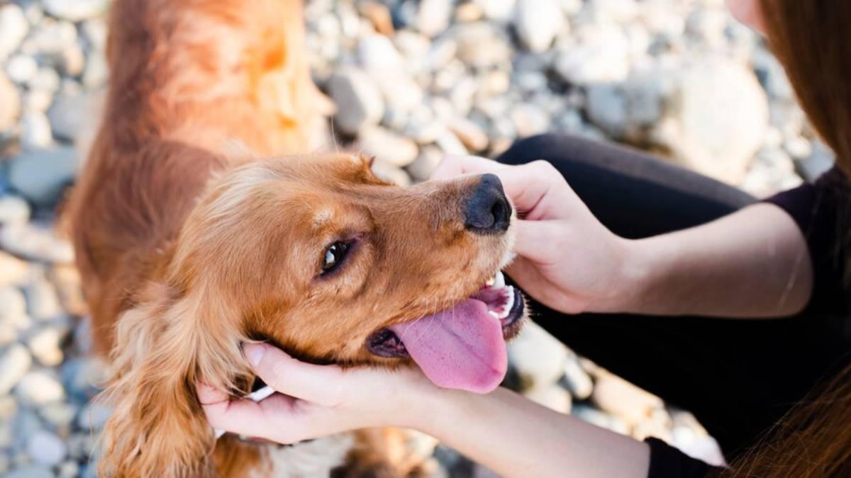 ¿Cómo cuidar la salud dental de tu perro? La opción más cómoda y eficaz que muchos desconocen