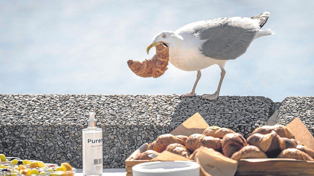 Una gaviota se lleva un cruasán.