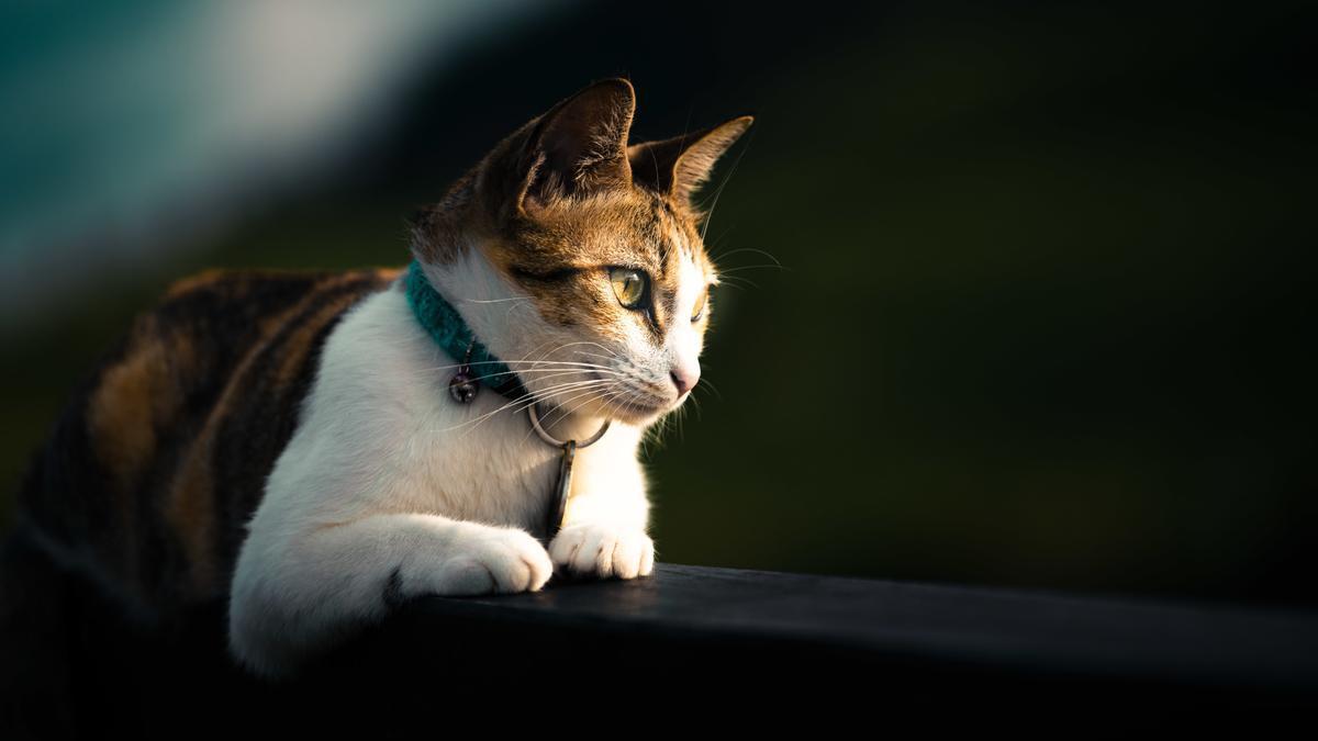 Gato tumbado frente a los rayos del Sol