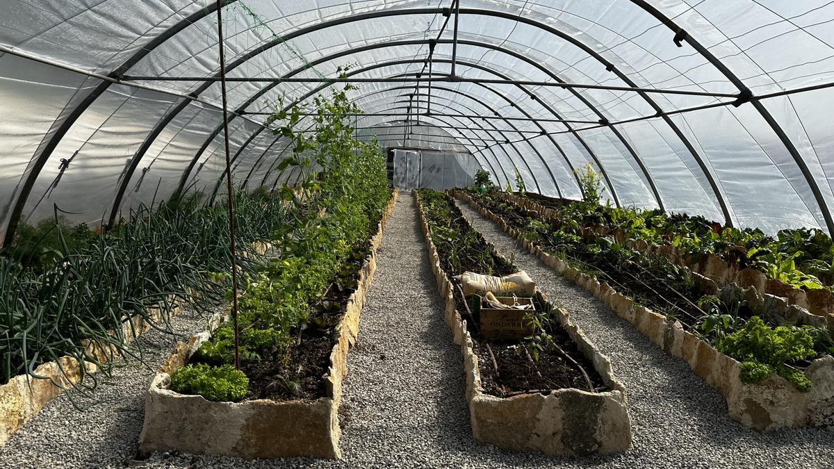 La huerta de Zelai Txiki, con sus bancales.
