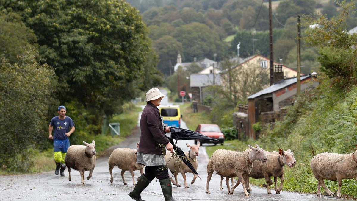 Un pastor atraviesa con sus ovejas una carretera de Abadín.