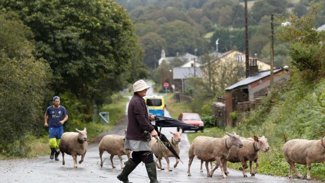 Un pastor atraviesa con sus ovejas una carretera de Abadín.