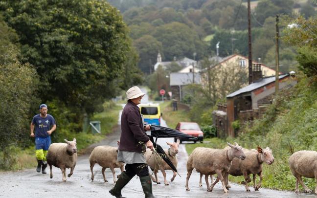 Un pastor atraviesa con sus ovejas una carretera de Abadín.