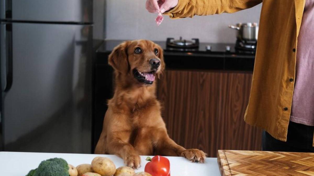 Dueño le da a su perro un trozo pequeño de comida saludable para él.