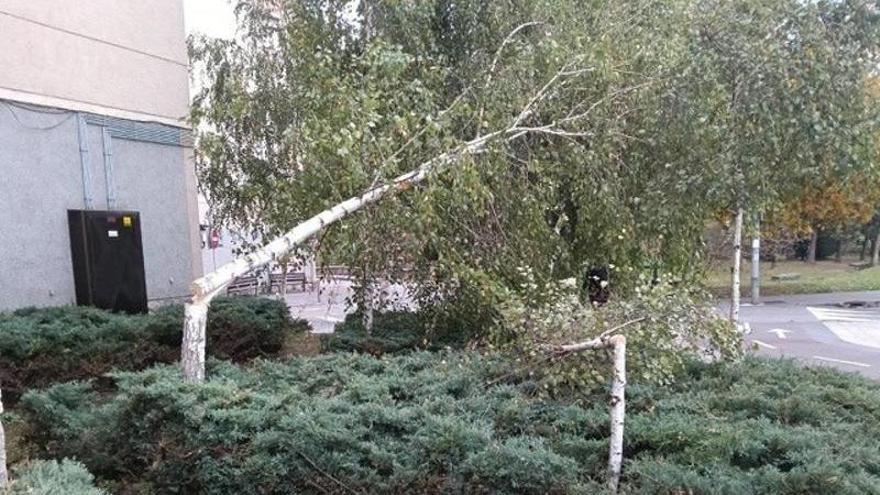 Tala de dos abedules en San Fausto