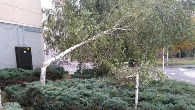 Tala de dos abedules en San Fausto