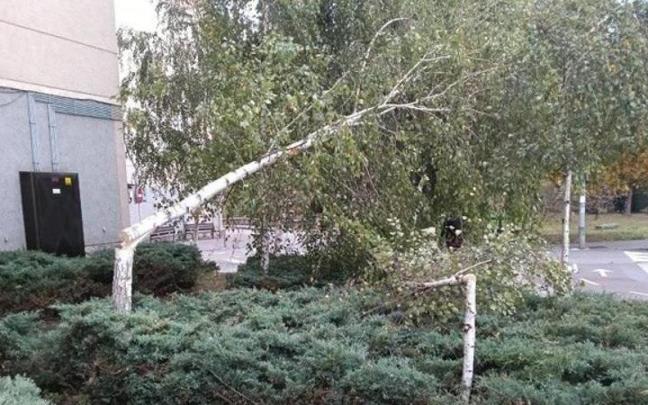 Tala de dos abedules en San Fausto