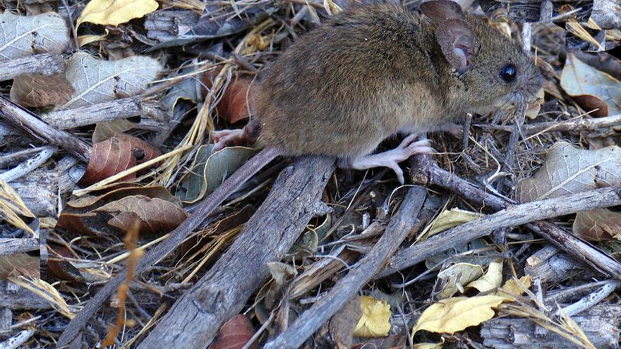 Ratón colilarga portador del hantavirus.