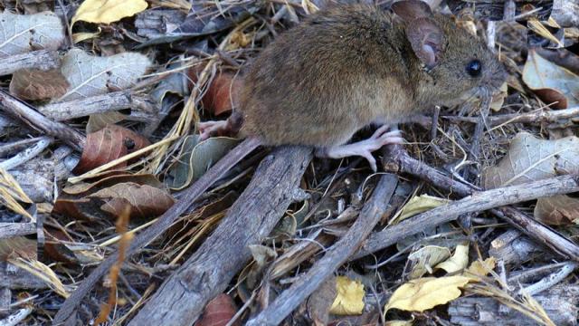 Ratón colilarga portador del hantavirus.