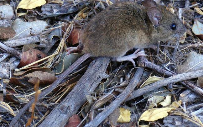 Ratón colilarga portador del hantavirus.