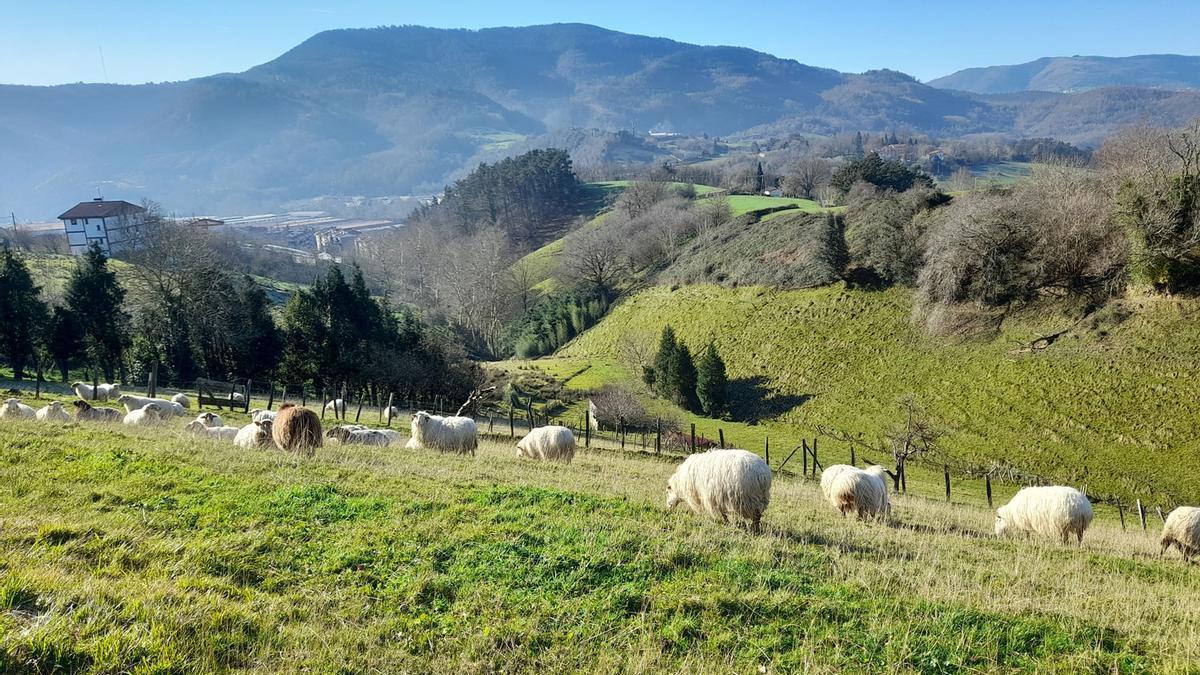 Una explotación ganadera en Usurbil