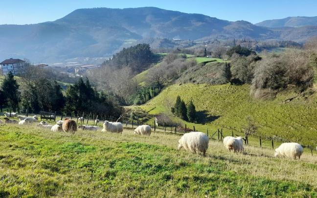 Una explotación ganadera en Usurbil