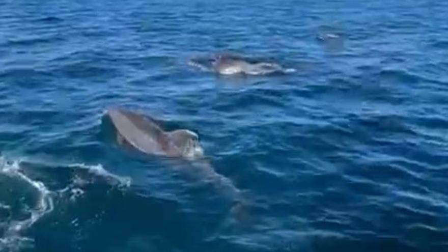 Un gran grupo de delfines acompaña a un velero en su travesía entre Orio y Mutriku