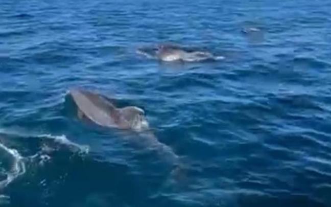 Un gran grupo de delfines acompaña a un velero en su travesía entre Orio y Mutriku Un gran grupo de delfines acompaña a un velero en su travesía entre Orio y Mutriku