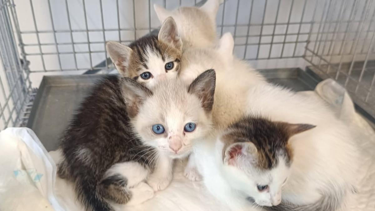 Gasteizko Animaliak Babesteko Zentroak katakumeak eta txakurkumeak aldi baterako etxean hartzeko programa abiatu du.