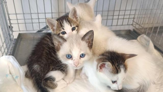 Gasteizko Animaliak Babesteko Zentroak katakumeak eta txakurkumeak aldi baterako etxean hartzeko programa abiatu du. / Utzitakoa Gasteizko Animaliak Babesteko Zentroak katakumeak eta txakurkumeak aldi baterako etxean hartzeko programa abiatu du.