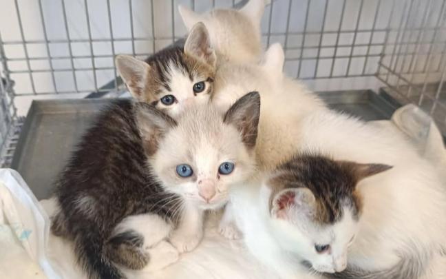 Gasteizko Animaliak Babesteko Zentroak katakumeak eta txakurkumeak aldi baterako etxean hartzeko programa abiatu du.