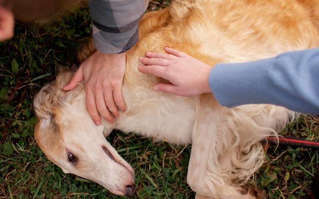 Los síntomas del envenenamiento pueden presentarse con rapidez.