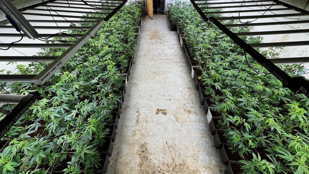 Imagen de archivo de una plantación de marihuana