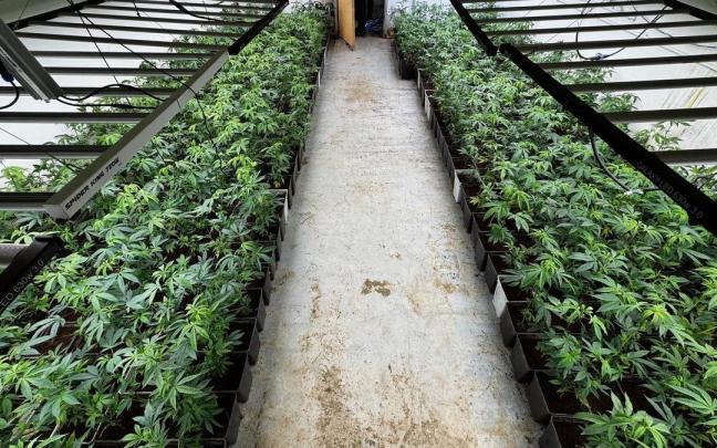 Imagen de archivo de una plantación de marihuana