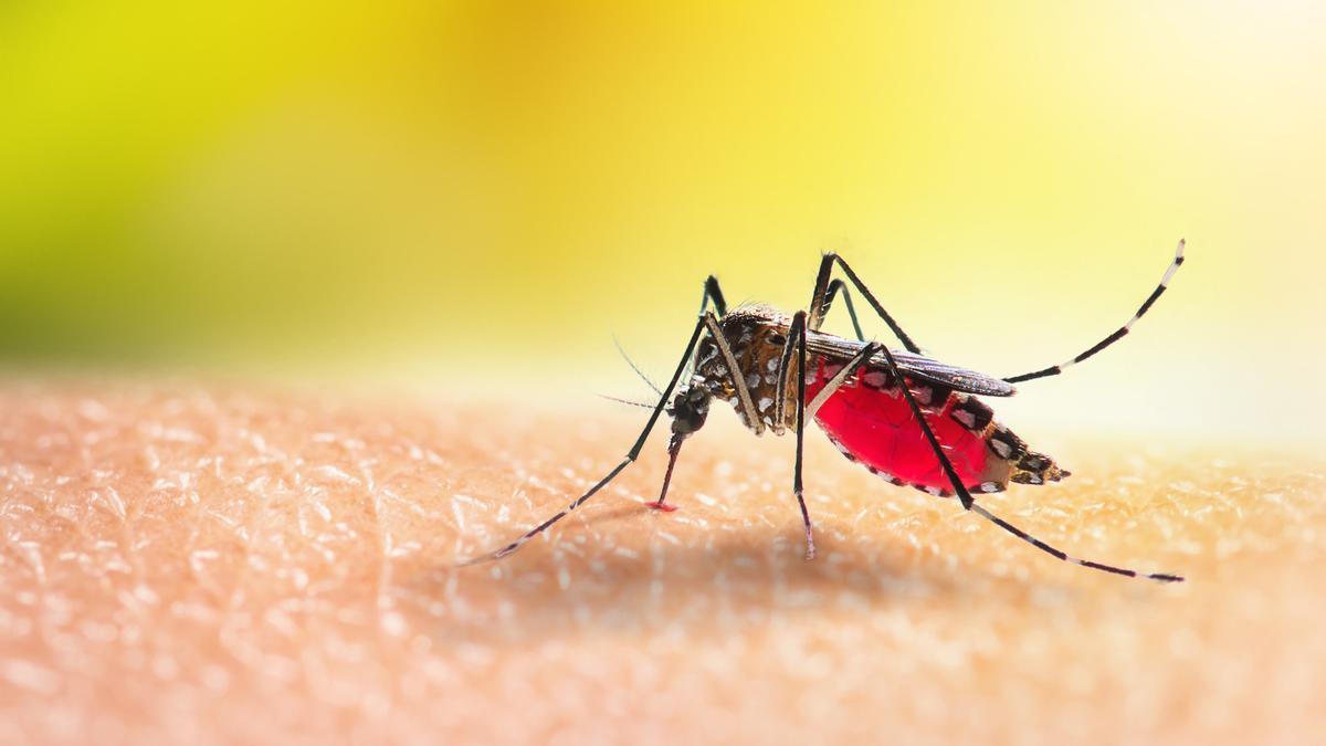 Una hembra de mosquito en el momento de acometer su picadura.