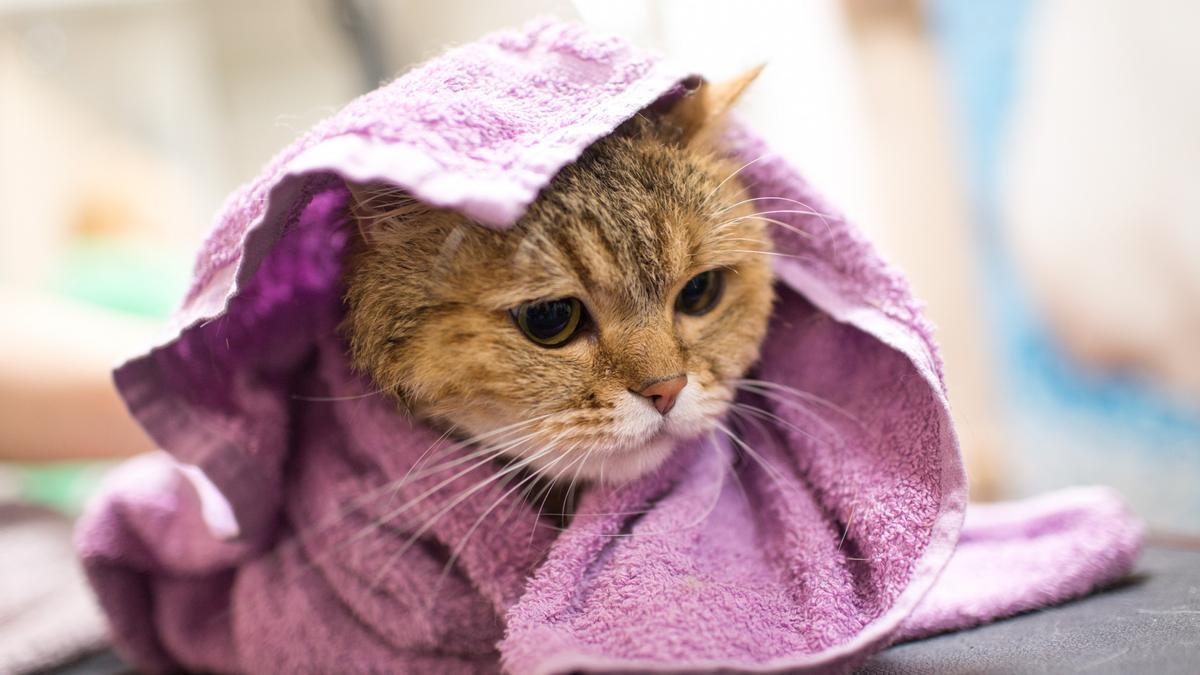 Un gato envuelto en una toalla.