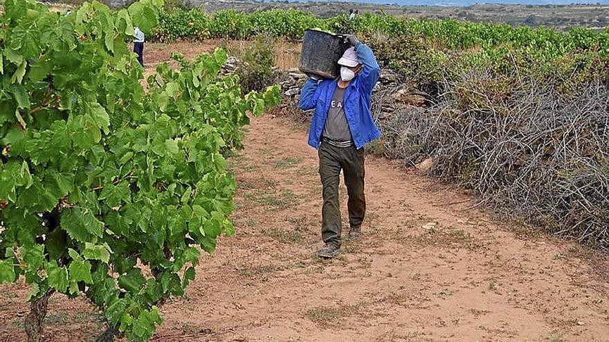 Un temporero vendimiando en un viñedo de Rioja Alavesa.