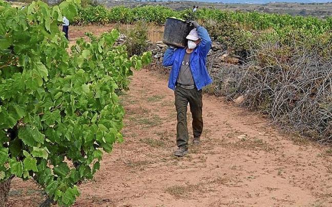 Un temporero vendimiando en un viñedo de Rioja Alavesa.