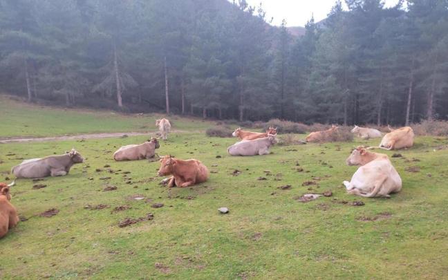 Vacas sueltas en Alonsotegi.