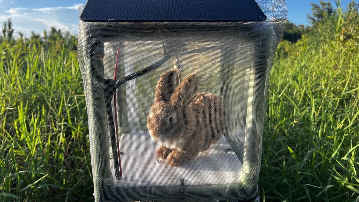 Uno de los conejos robot que las autoridades dfe Florida van a usar de cebo para cazar las pitones birmanas que infestan los Everglades.