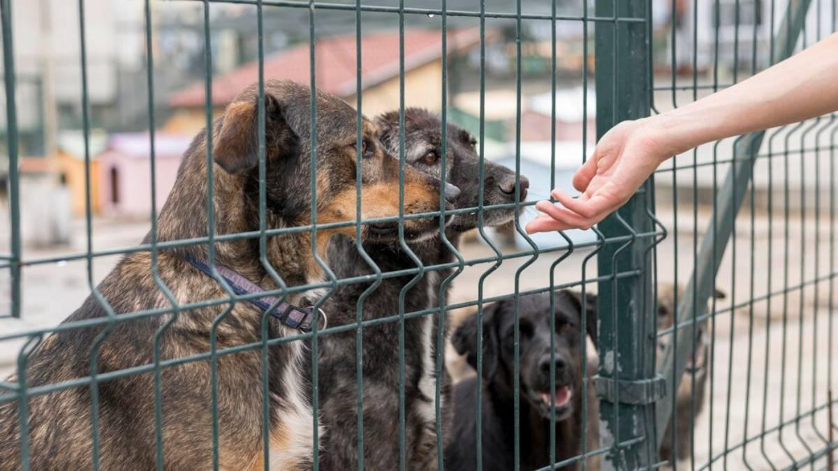Refugio de animales