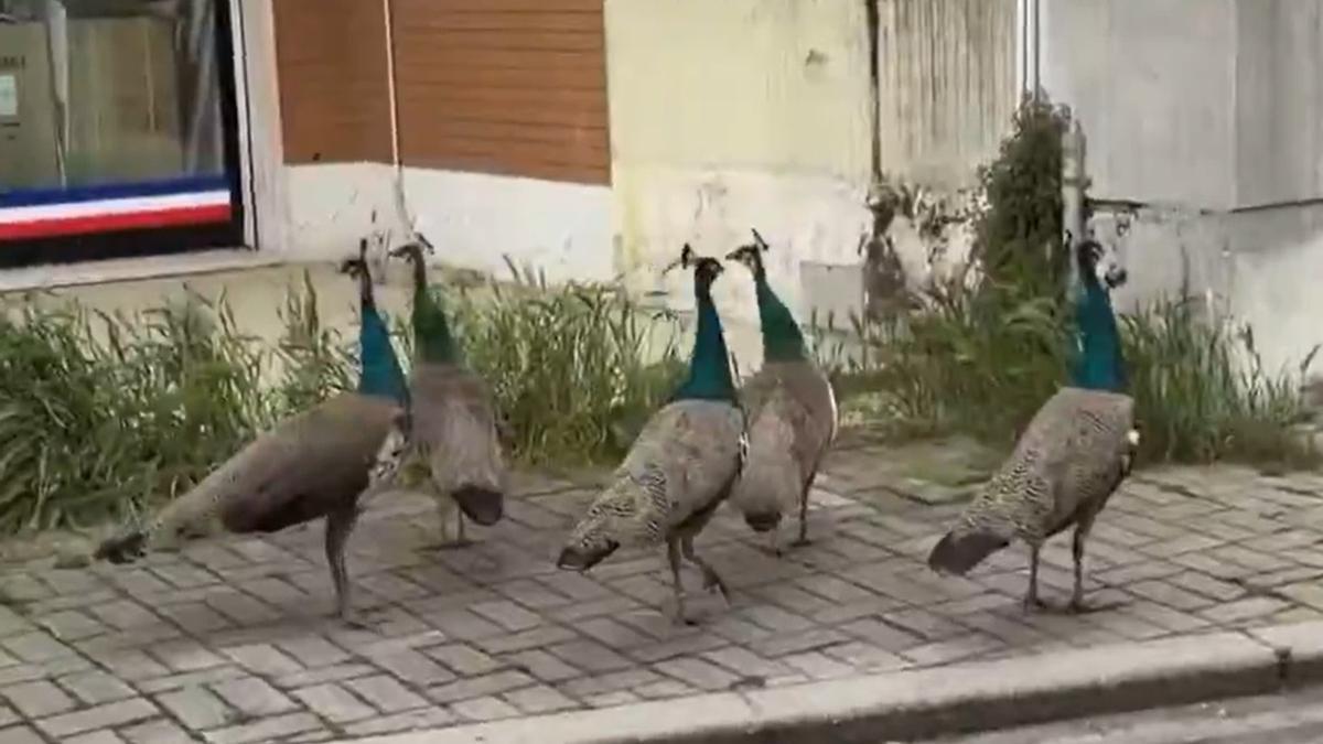 Los pavos reales, recorriendo las calles de Punta Marina.