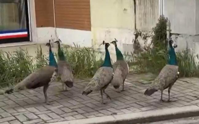 Los pavos reales, recorriendo las calles de Punta Marina.