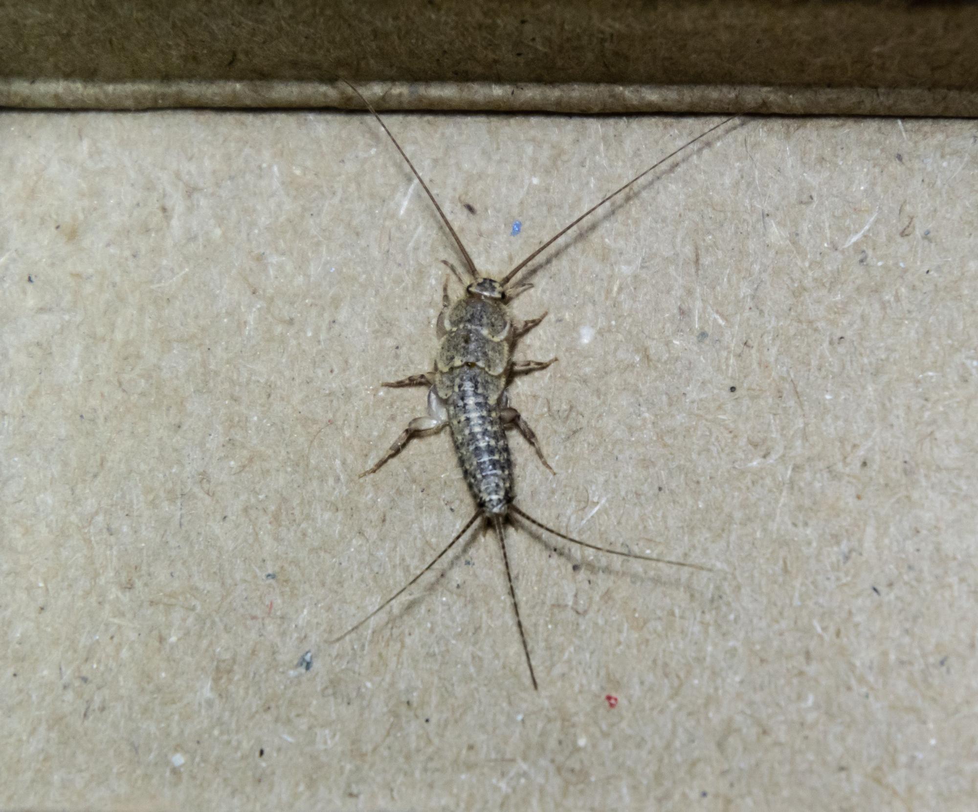 Los pececillos de plata tienen escamas grises y son muy escurridizos.