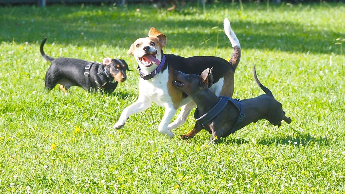 Tres perros se divierten mientras juegan.