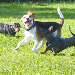 Tres perros se divierten mientras juegan.