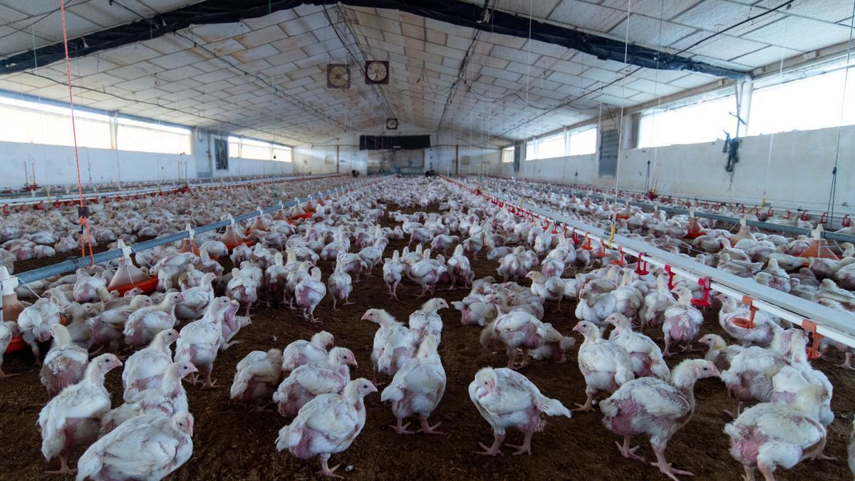Gallinas en Coria, Holguera y El Rincón del Obispo (Cáceres).